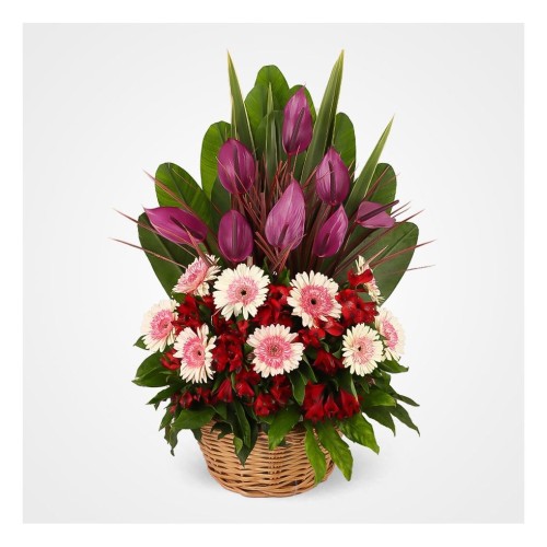 Sana Anthuriums Flower Basket
